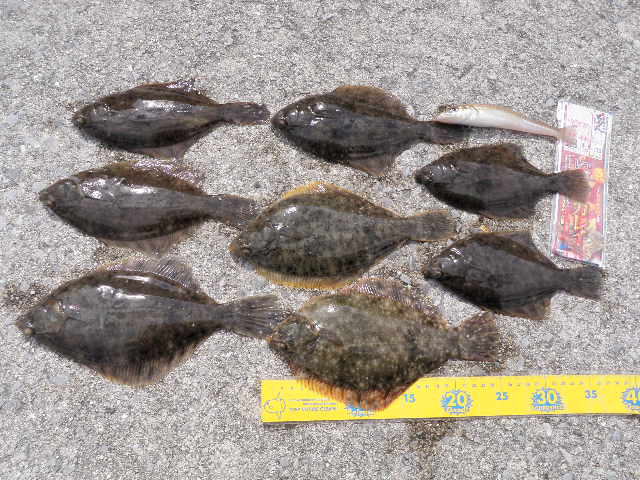 花見カレイ開花 スタッフ釣行レポート 釣具 えさの販売のアングルグループ