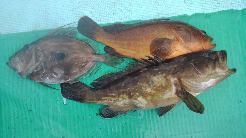 浜田港 高級魚 スタッフ釣行レポート 釣具 えさの販売のアングルグループ