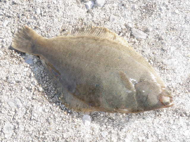 花見カレイ 終盤まだok スタッフ釣行レポート 釣具 えさの販売のアングルグループ