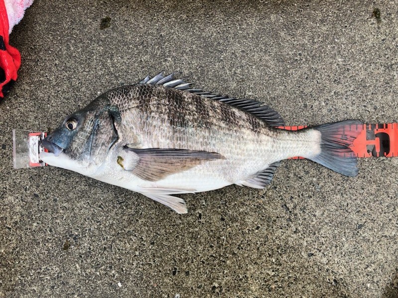 のっこみチヌ釣り スタッフ釣行レポート 釣具 えさの販売のアングルグループ