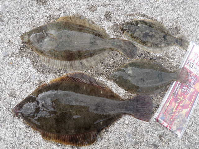 花見カレイ 終盤まだok スタッフ釣行レポート 釣具 えさの販売のアングルグループ