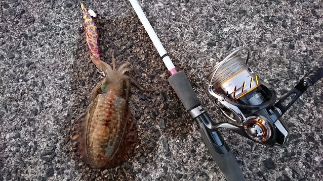 春イカはどこ スタッフ釣行レポート 釣具 えさの販売のアングルグループ