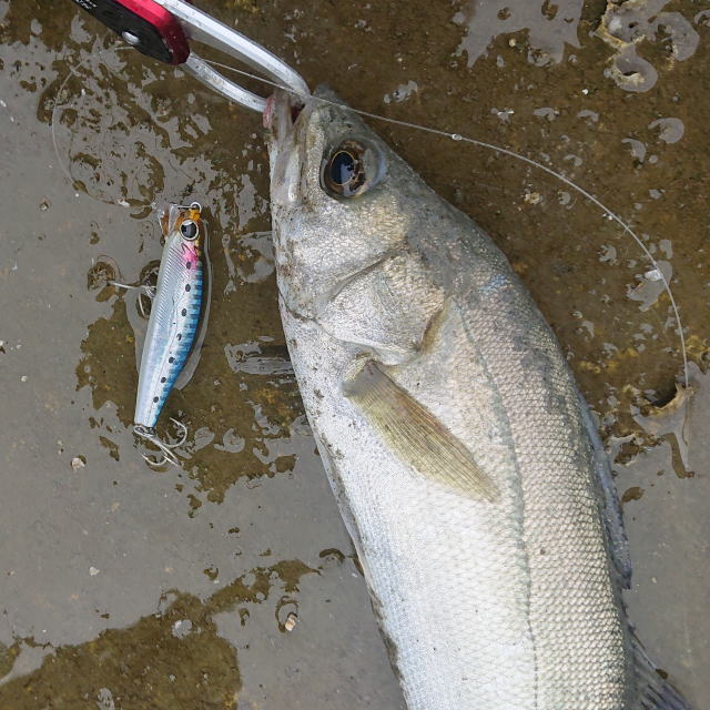 広島 デイシーバス スタッフ釣行レポート 釣具 えさの販売のアングルグループ