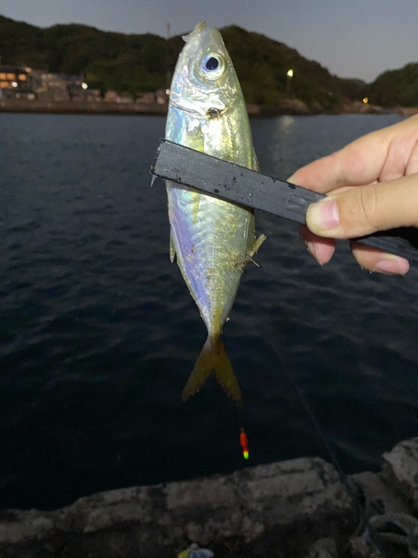 竹野川河口でサビキ釣り スタッフ釣行レポート 釣具 えさの販売のアングルグループ